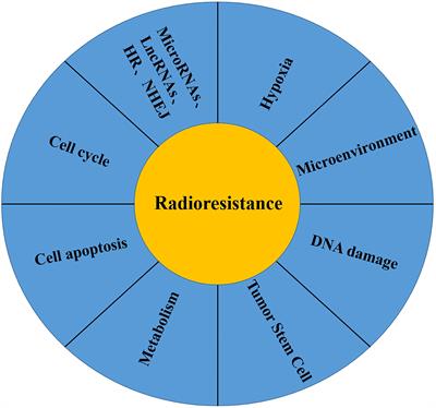 The Role of LncRNAs in the Regulation of Radiotherapy Sensitivity in Cervical Cancer